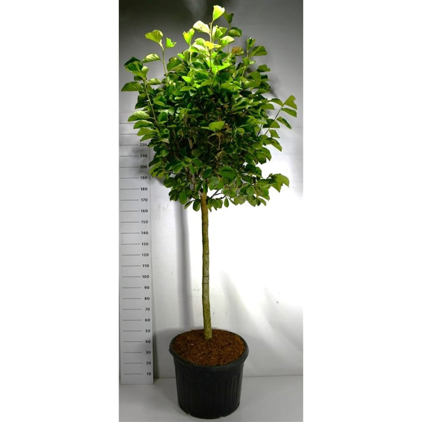 Magnolia – Magnolia 'Dendata Yulan' - C130 120 cm. Stam